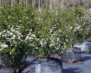 Withlacoochee® Walter's Viburnum, Small-Leaf Arrowwood Viburnum, Viburnum obovatum 'Withlacoochee'